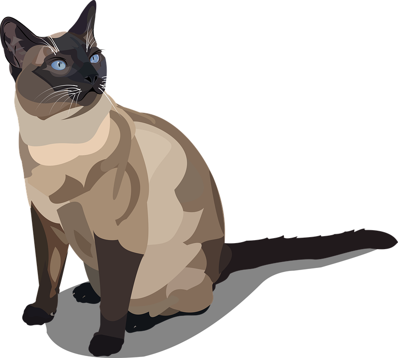 Elegant Siamese Cat Illustration PNG