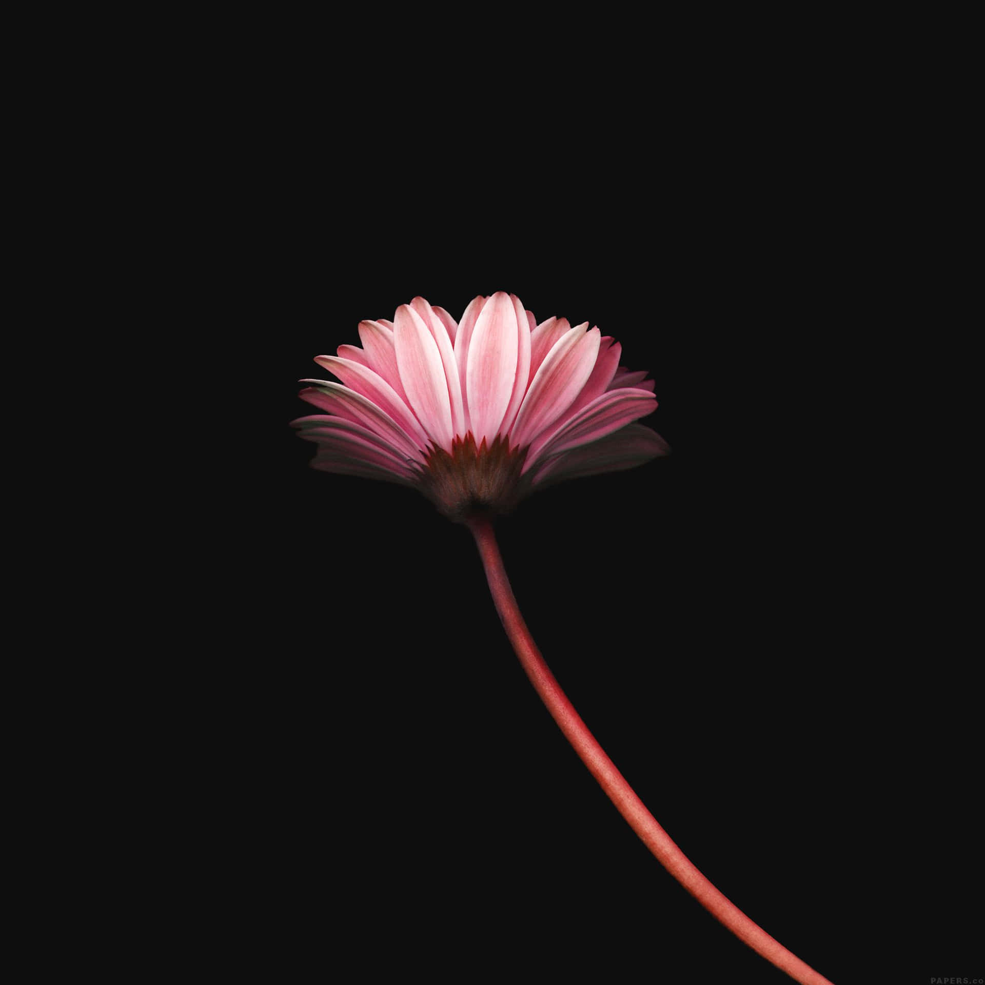 Elegant Simplicity: A Close-up Of A Single Blossom