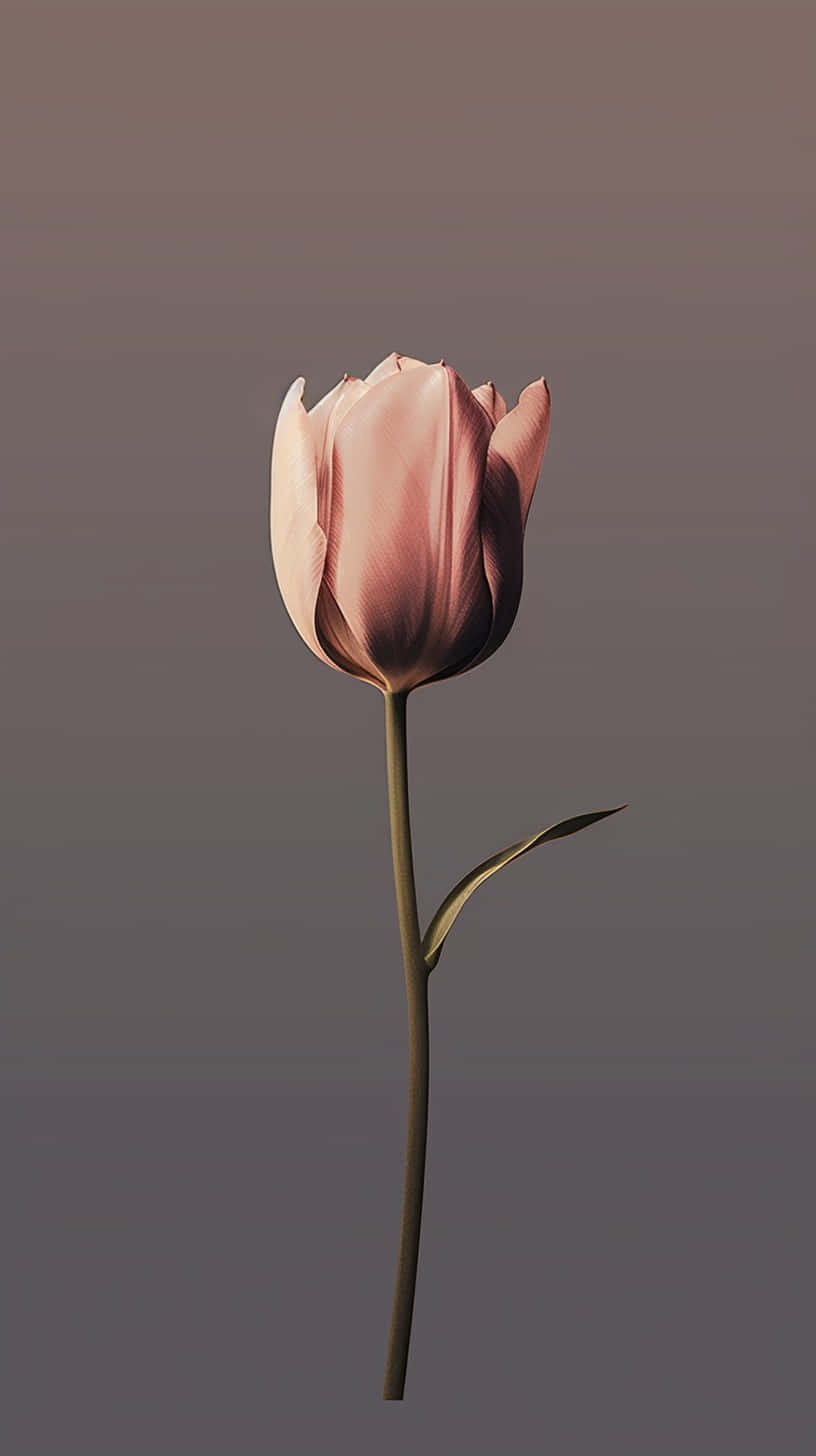 Elegant Single Pink Tulip Wallpaper