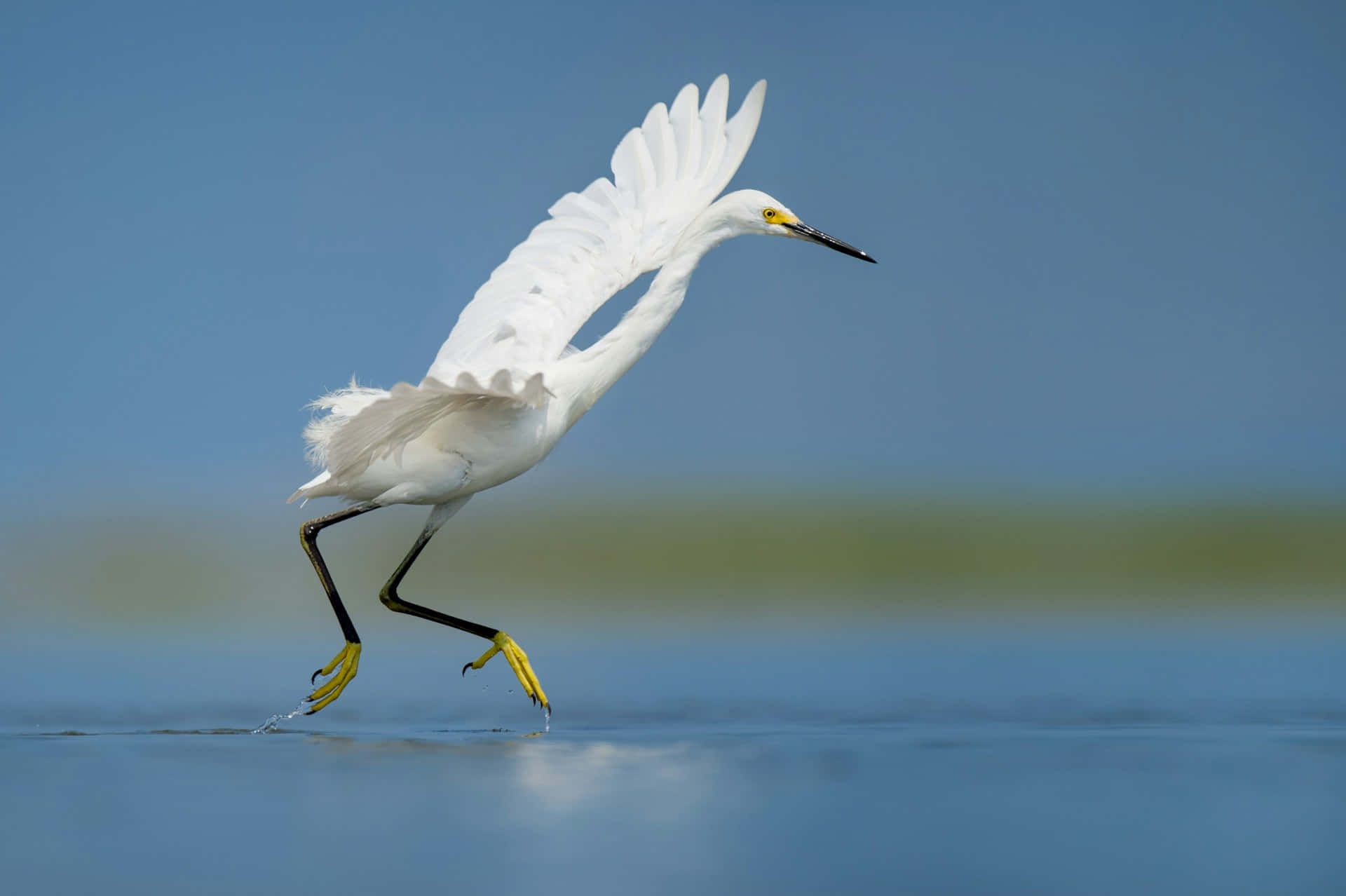 Elegant Snowy Egret Takeoff Wallpaper