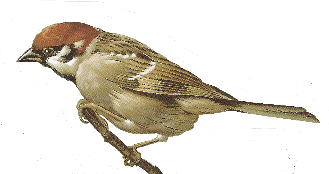 Elegant Sparrow Illustration PNG
