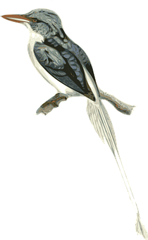 Elegant Streamertail Hummingbird Illustration PNG