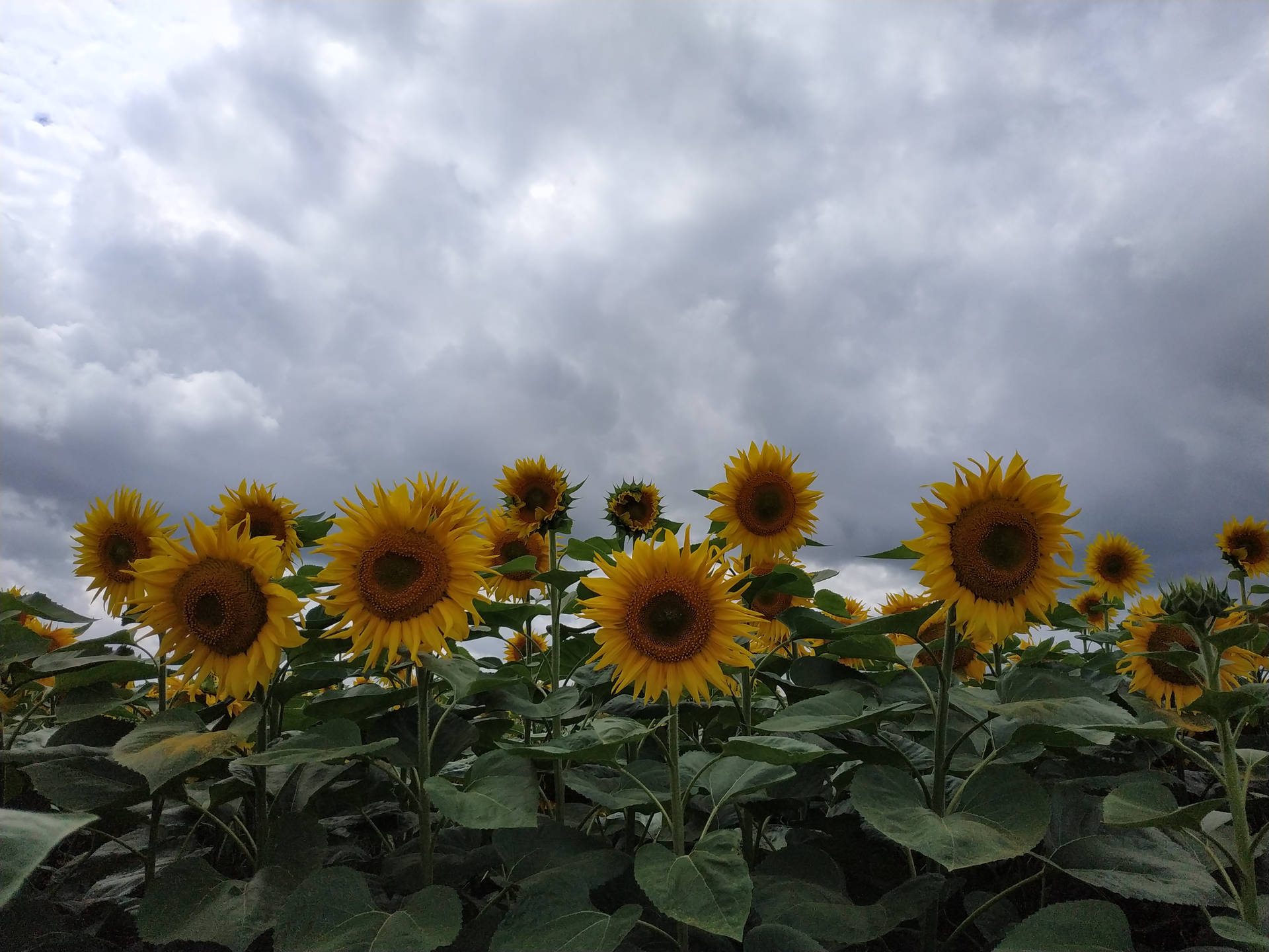 Elegant Sunflower Aesthetic Under The Clouds Wallpaper