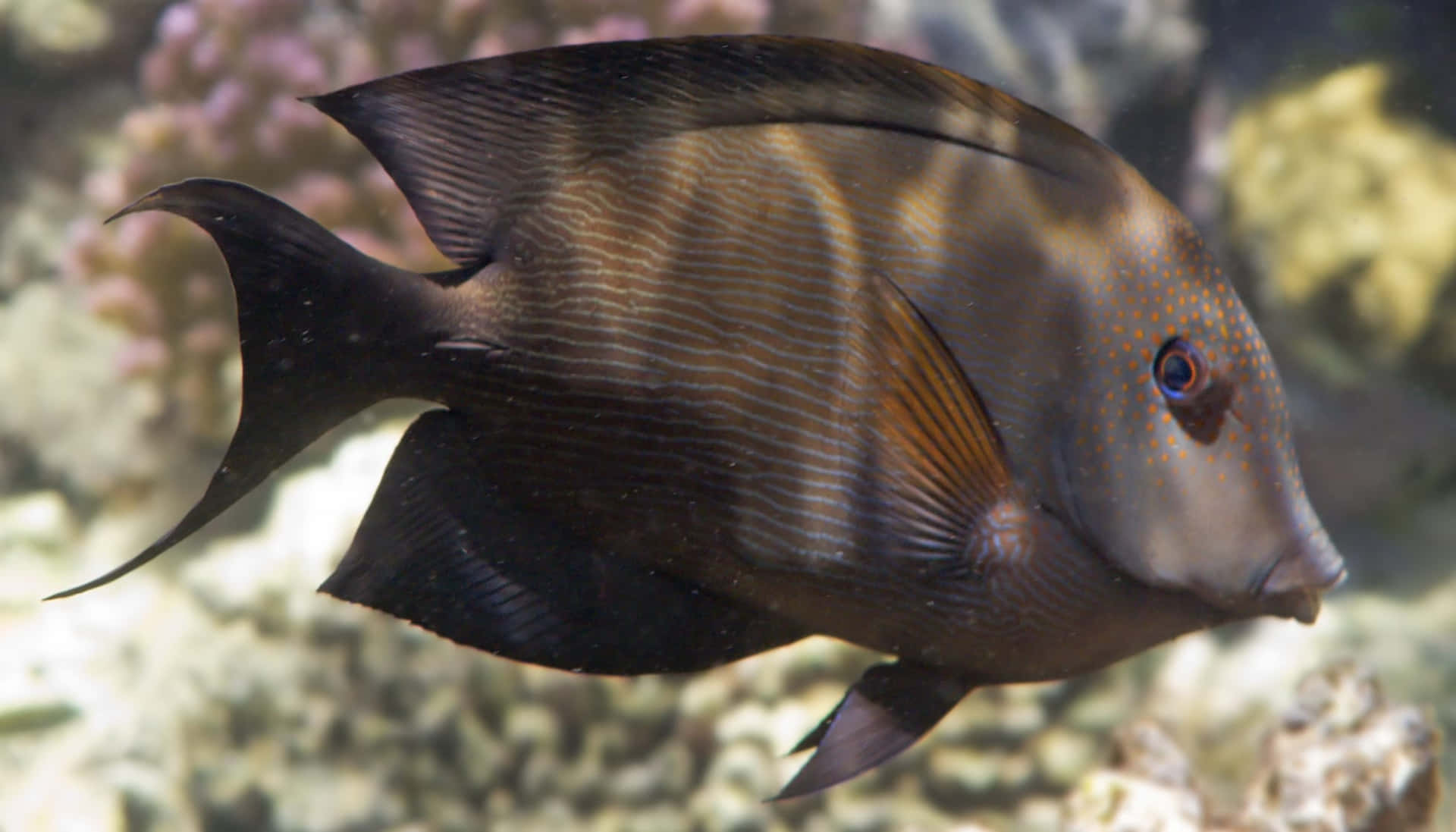 Elegant Surgeonfish Swimming Aquarium Wallpaper