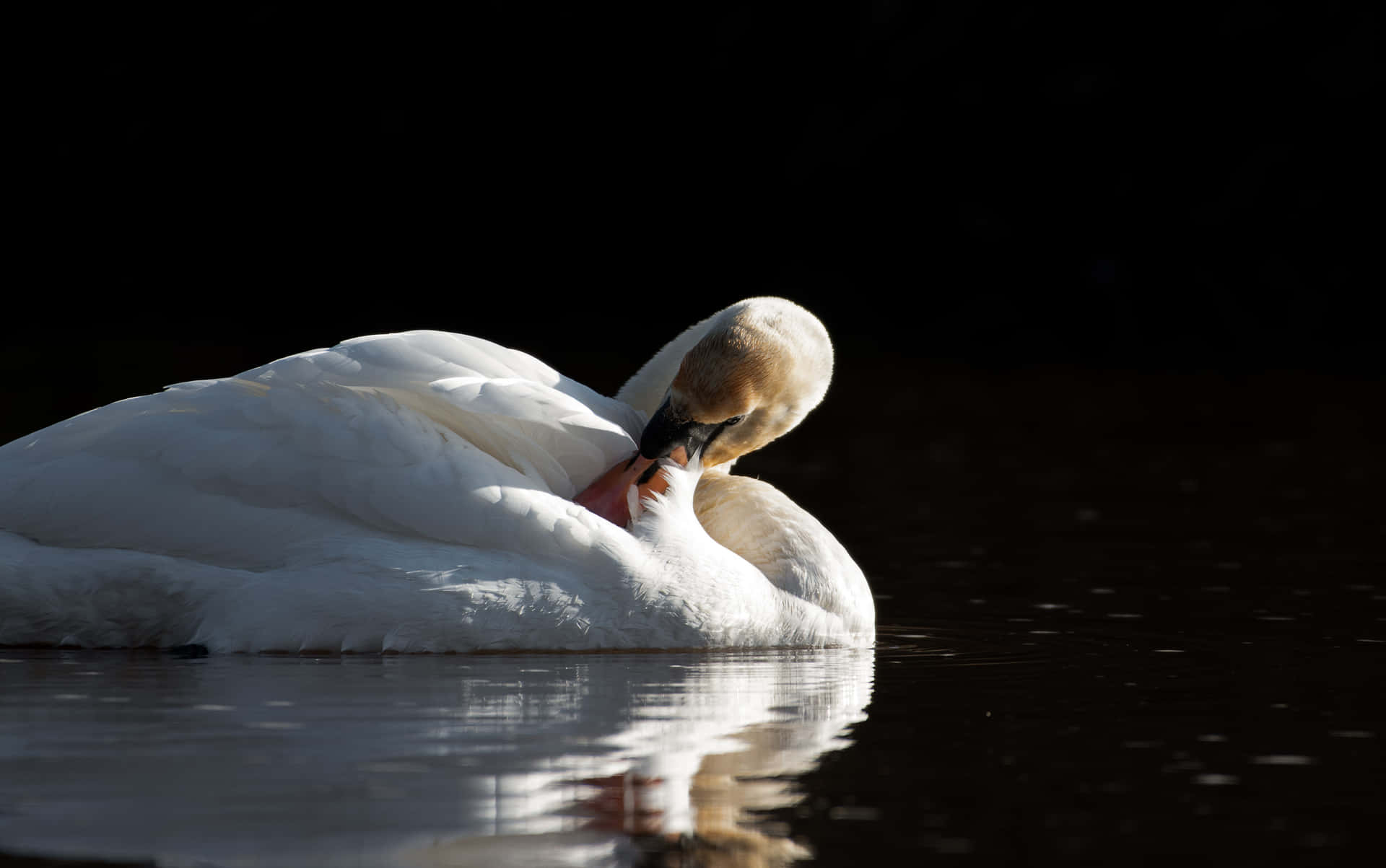 Elegant Swan Preeningon Water Wallpaper