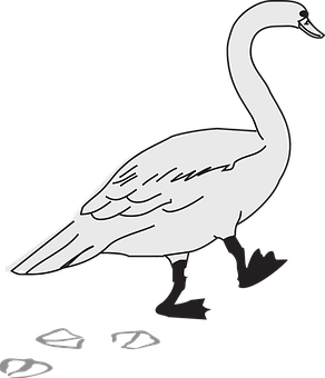 Elegant Swan Silhouette PNG