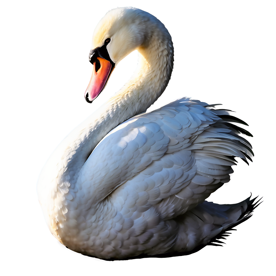 Elegant Swan Silhouette Png Qnf PNG