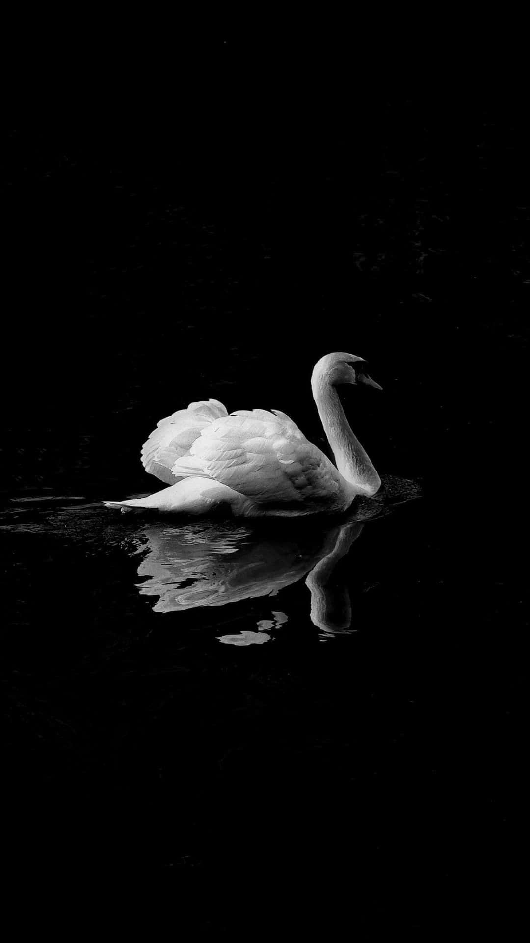 Elegant Swanin Monochrome Waters.jpg Wallpaper