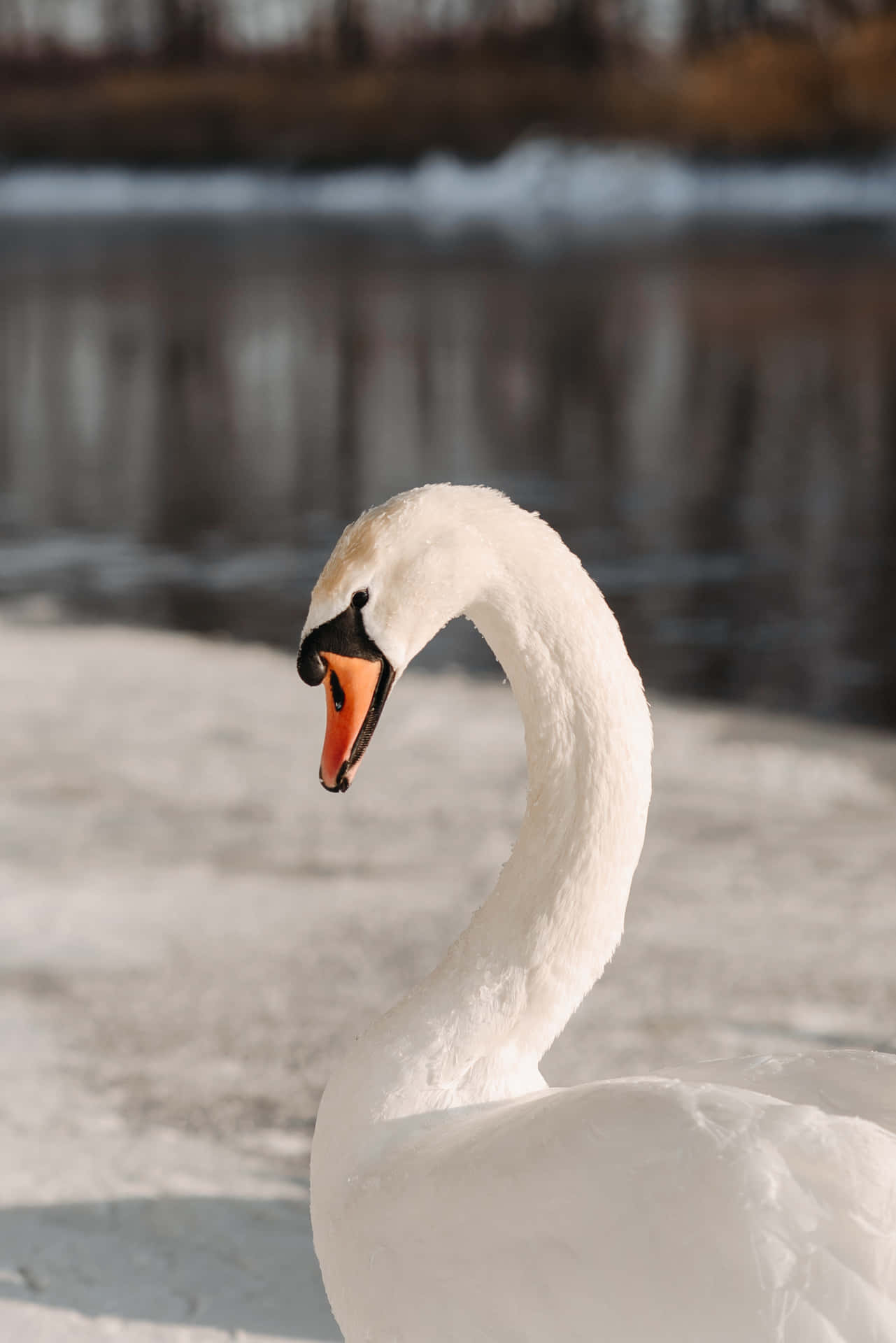 Elegant Swanin Winter Wallpaper