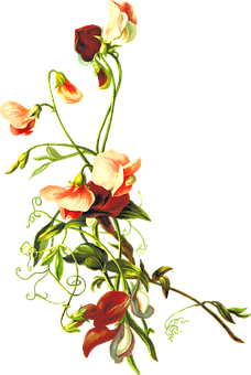 Elegant Sweet Pea Floral Art PNG