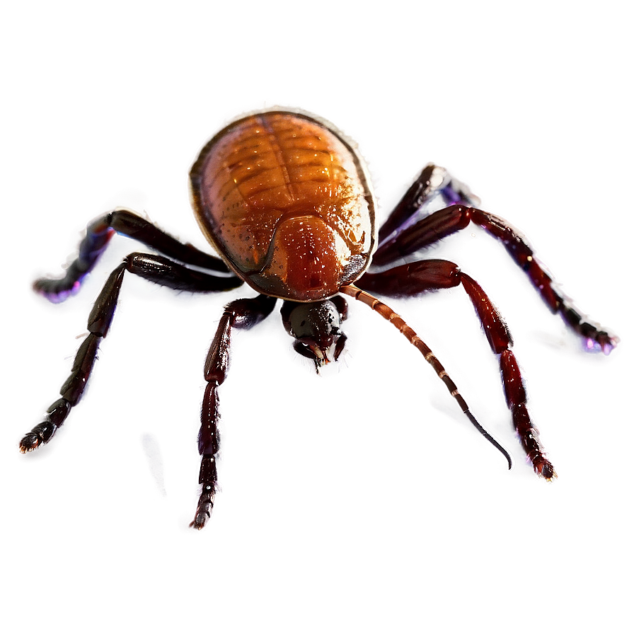 Elegant Tick Representation Png Gsh23 PNG