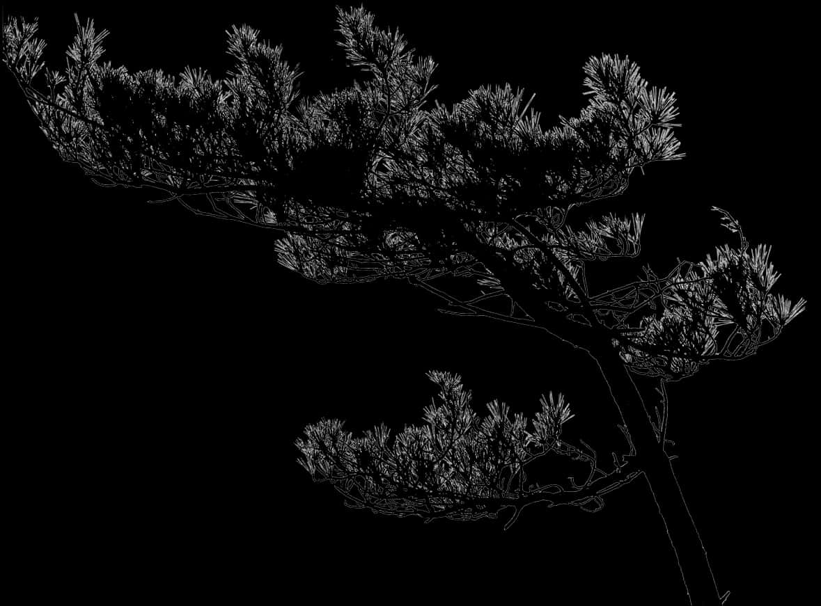 Elegant Tree Silhouette Against Dark Background.jpg PNG