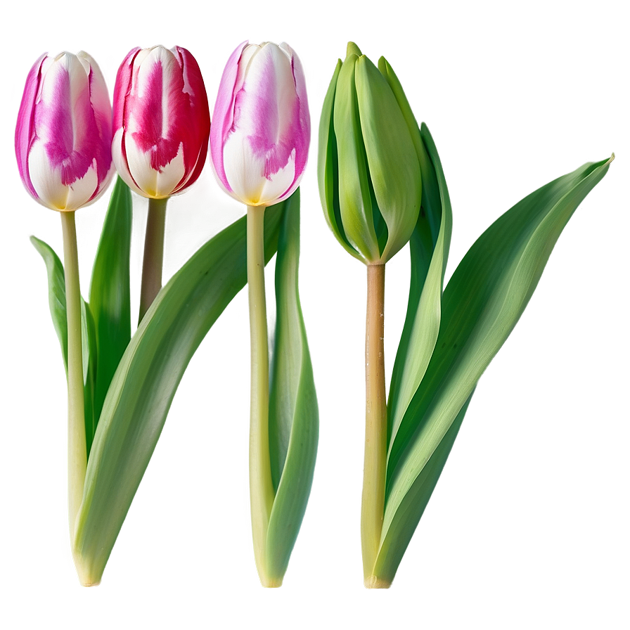 Elegant Tulip Png 83 PNG