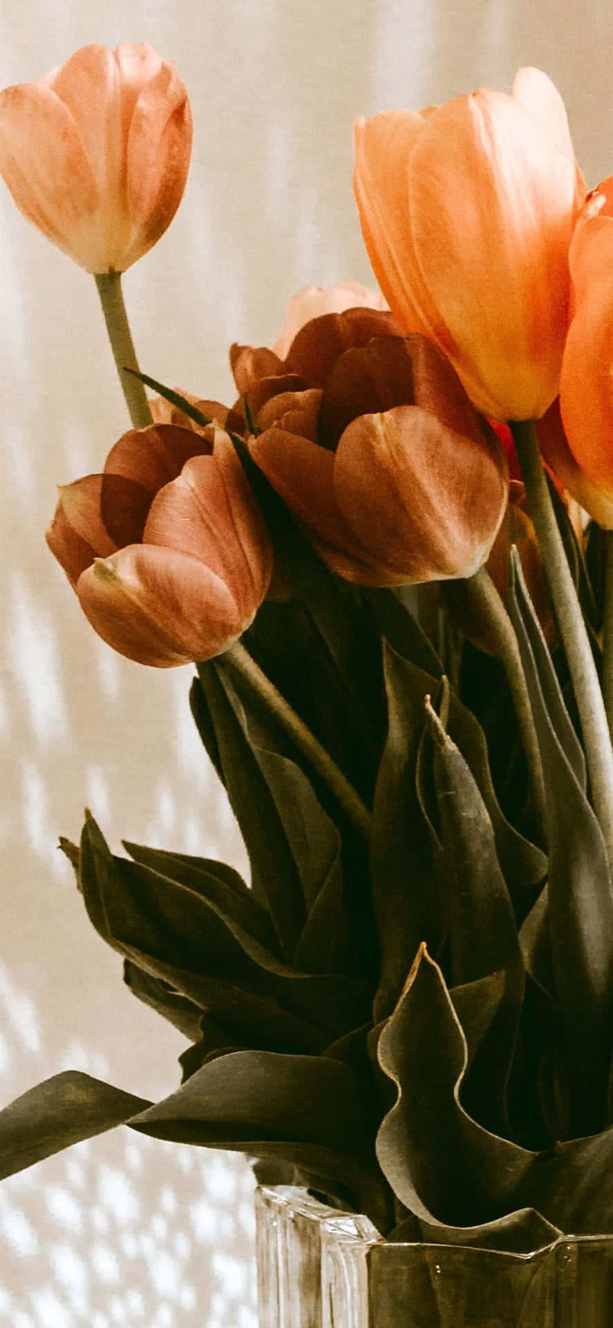 Elegant_ Tulips_in_ Soft_ Light.jpg Wallpaper