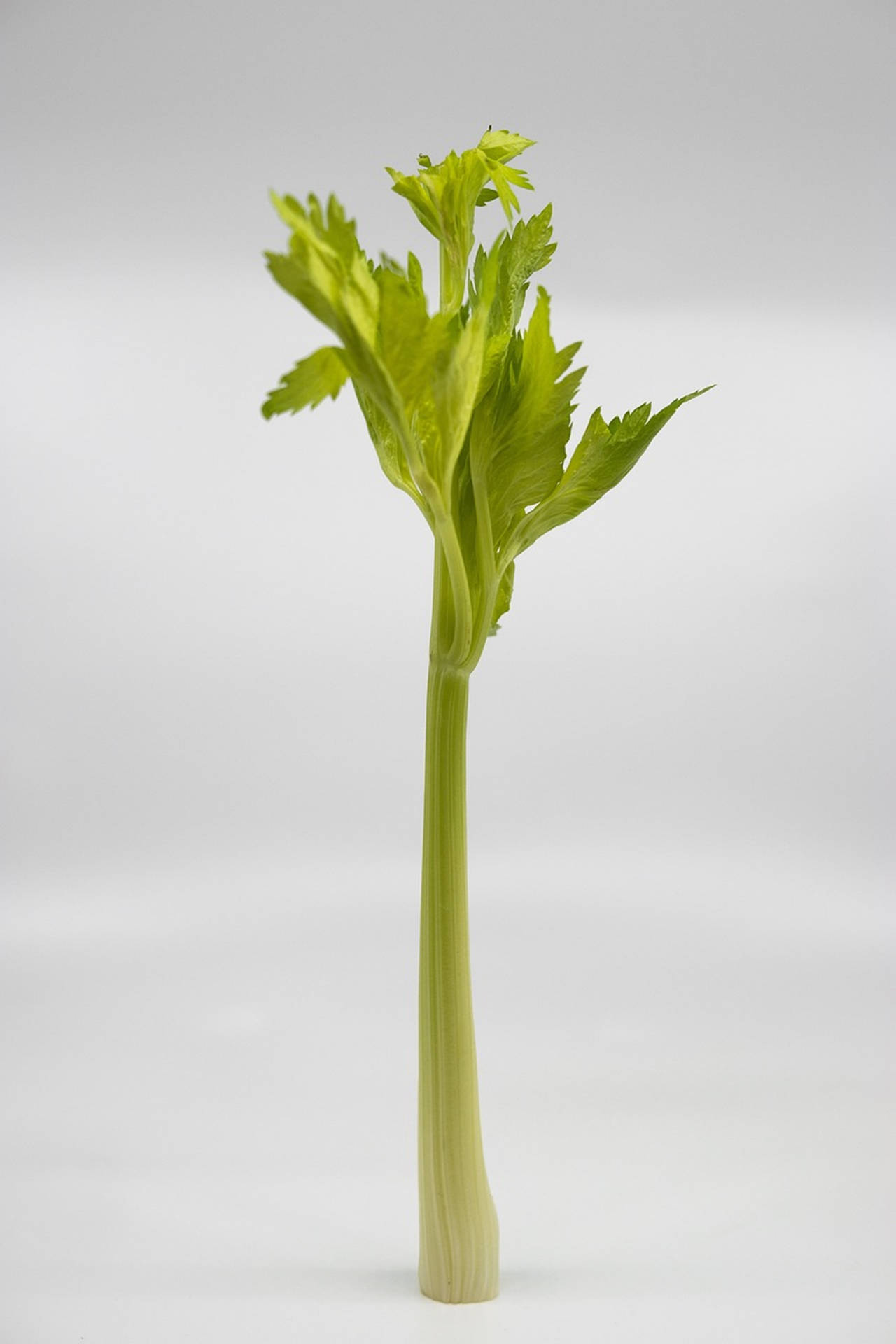 Elegantupright Celery Stalk (elegant Upprätt Selleristjälk) Kan Vara En Fantastisk Design För Din Dator- Eller Mobiltelefon Tapet. Med Dess Slanka Design Och Grönfärgade Nyanser Kan Det Ge En Avslappnad Och Förfinad Känsla Till Din Enhet. Wallpaper