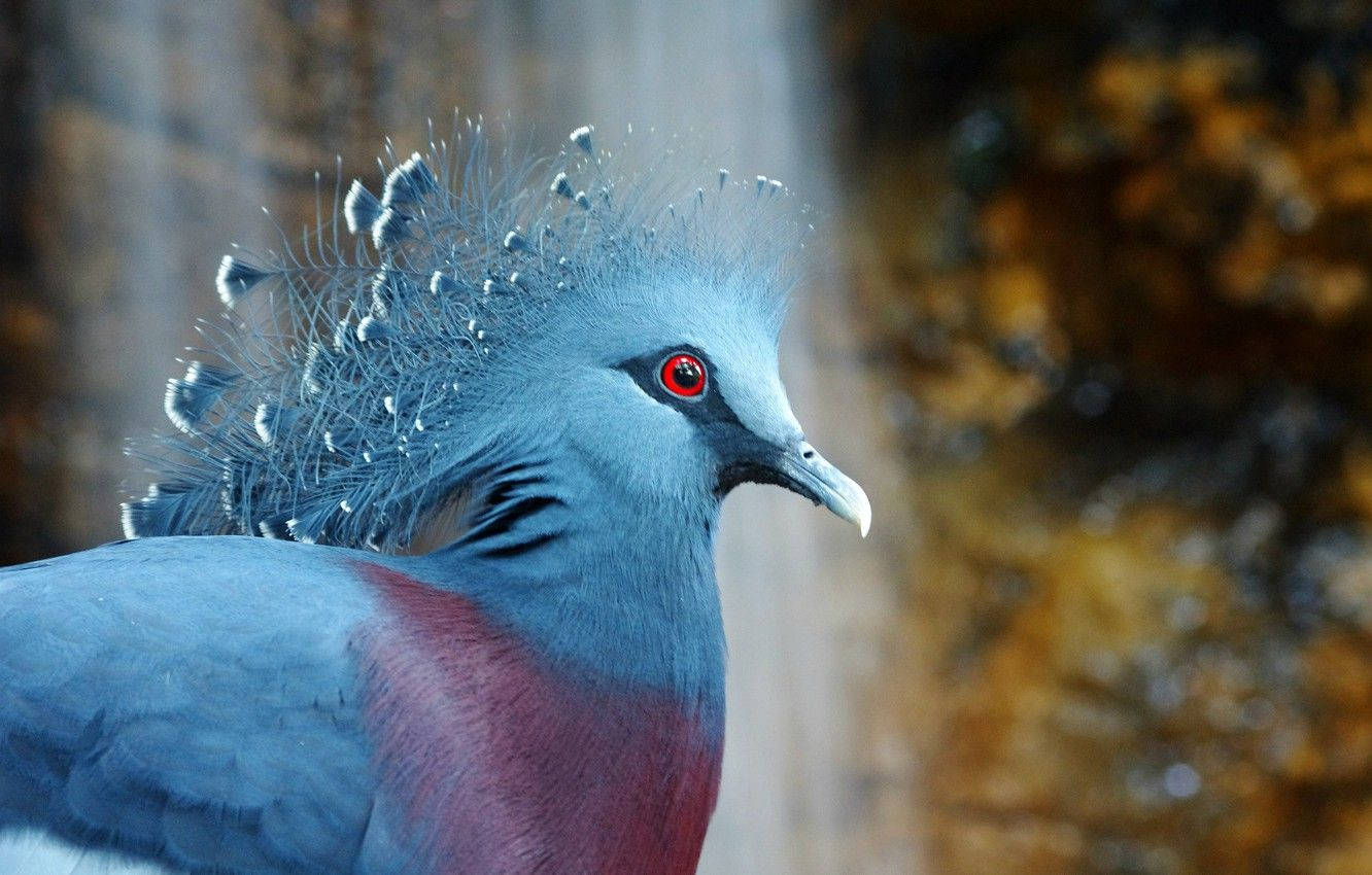Elegant Victoria Crowned Pigeon Bird Wallpaper