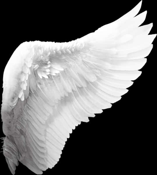 Elegant White Angel Wing PNG