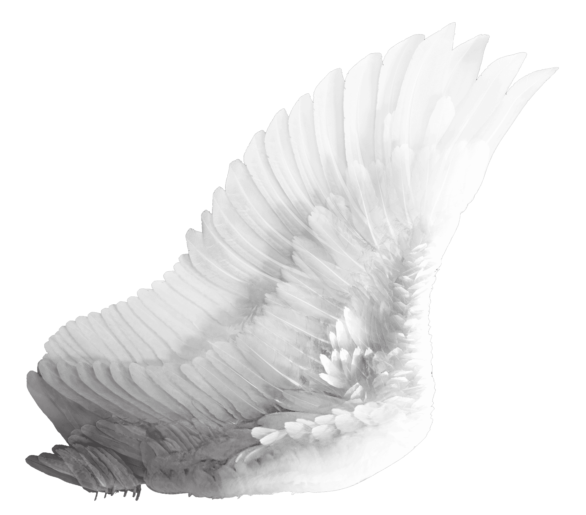 Elegant White Bird Wing PNG