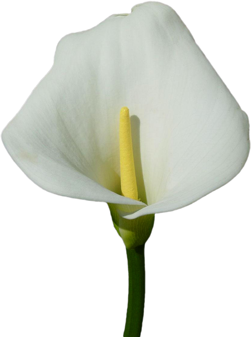 Elegant White Calla Lily PNG