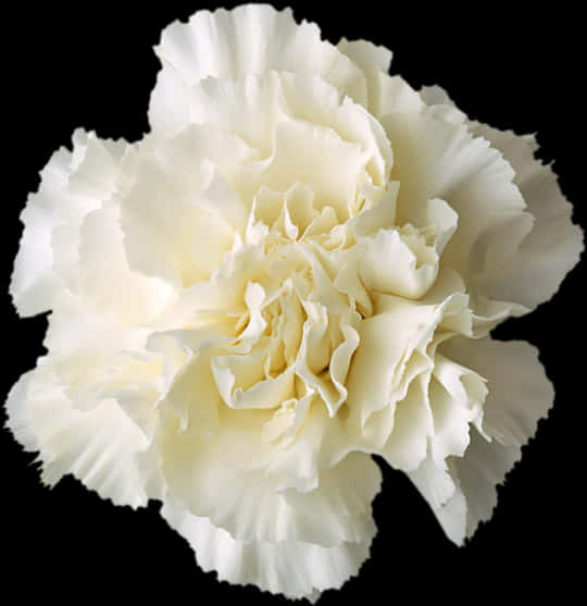 Elegant White Carnation Black Background PNG