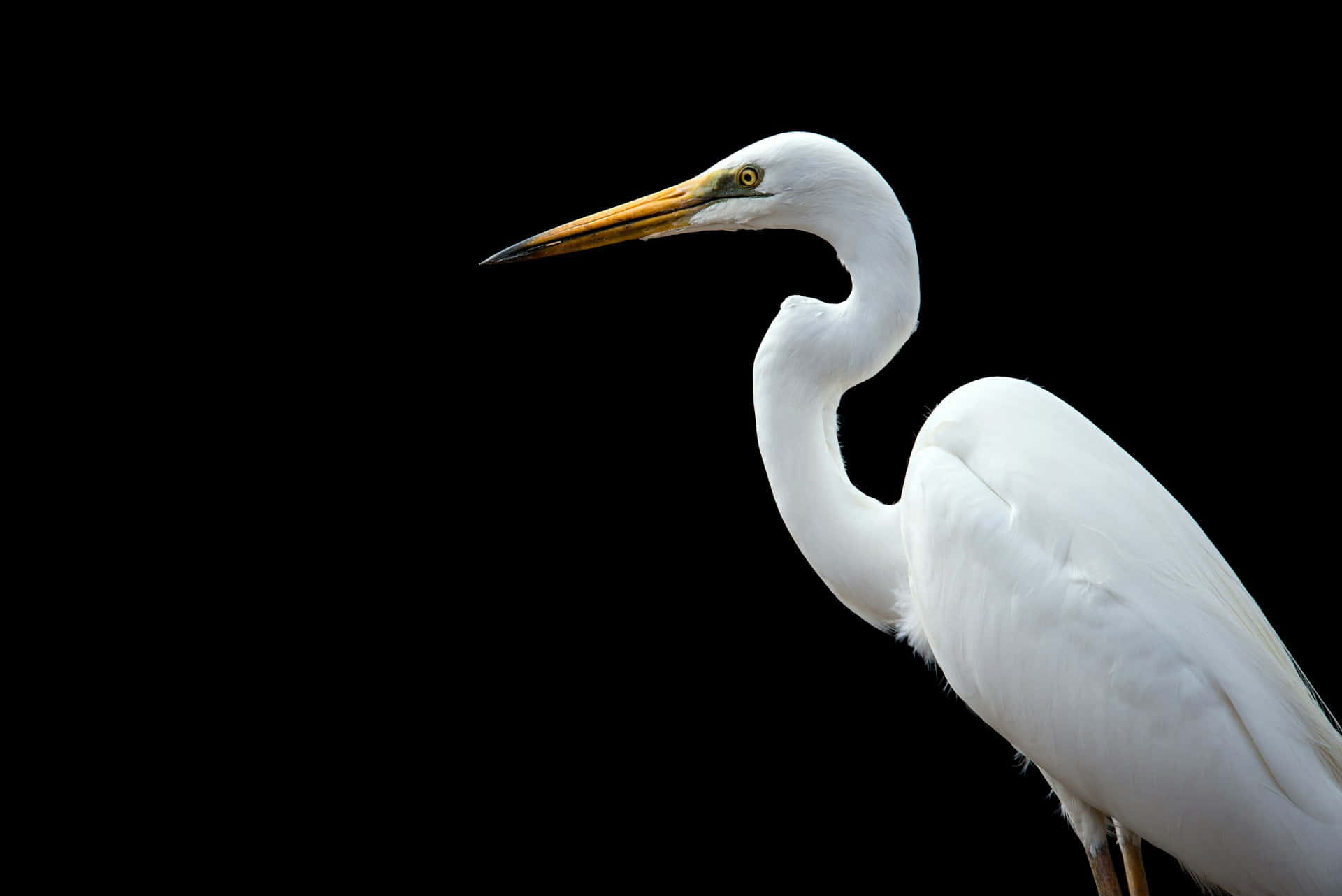 Elegante Witte Kraanvogel Zwarte Achtergrond Achtergrond