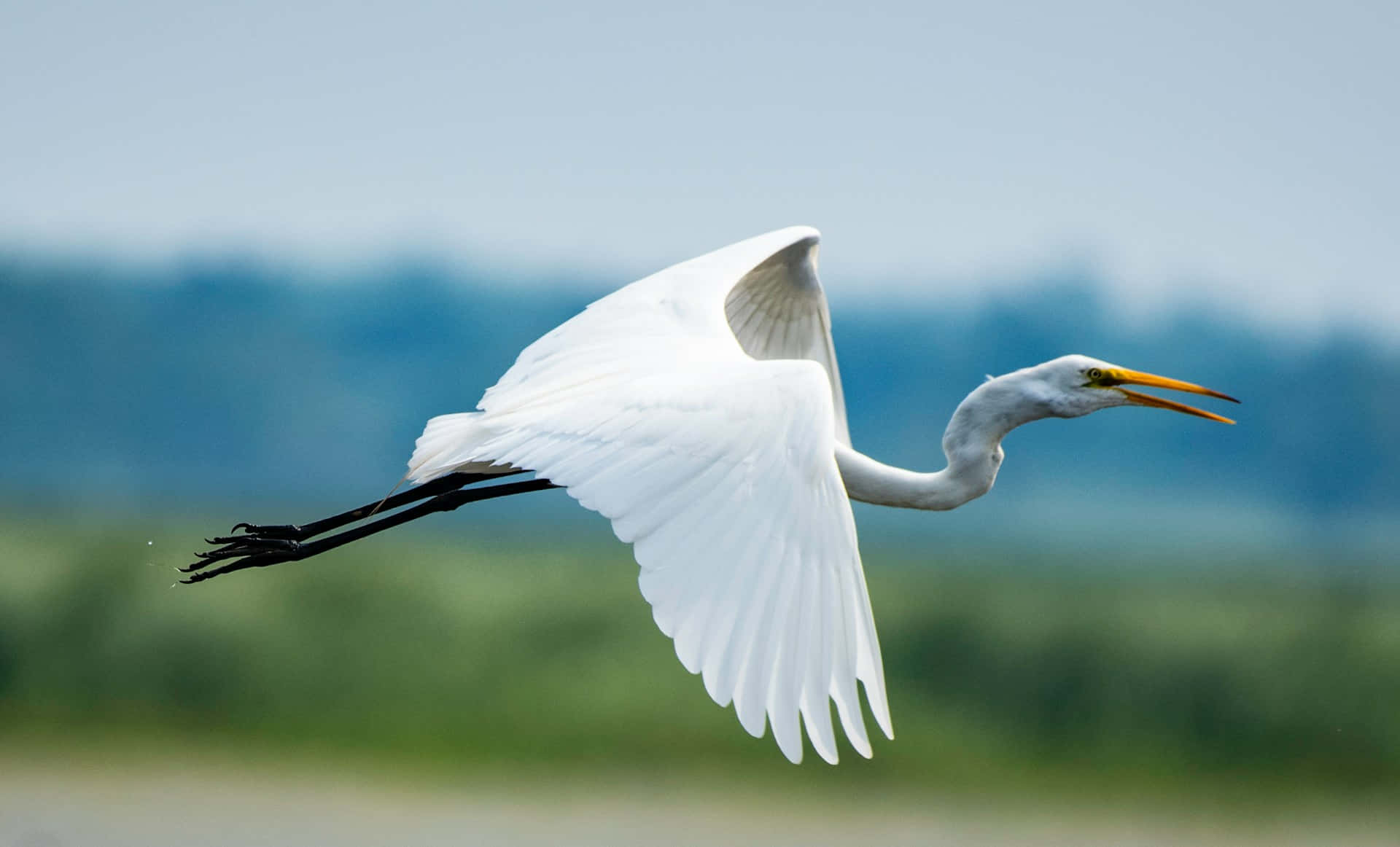 Elegante Witte Kraanvogel In Vlucht Achtergrond