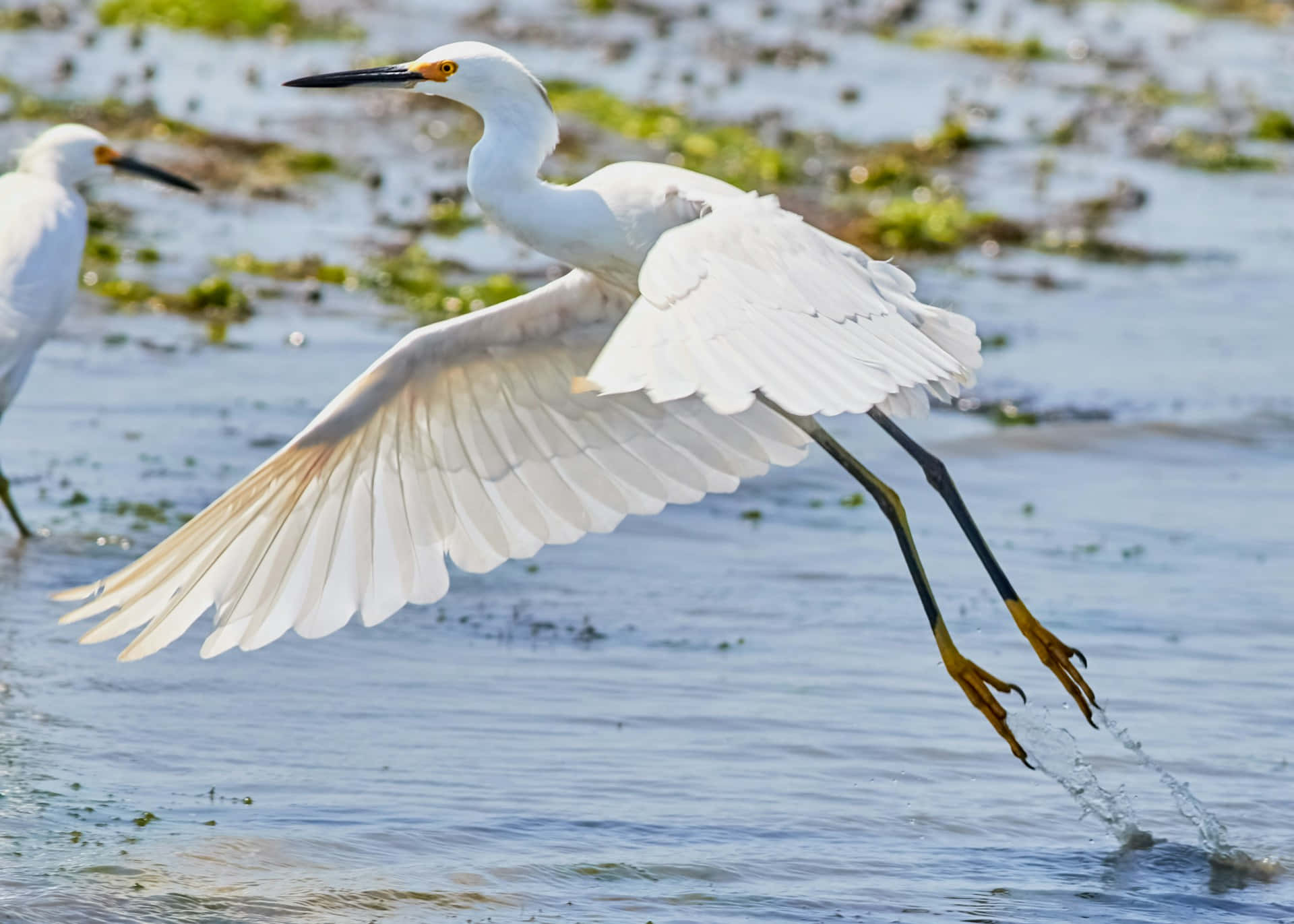 Burung Bangau Putih Elegan Dalam Penerbangan.jpg Wallpaper