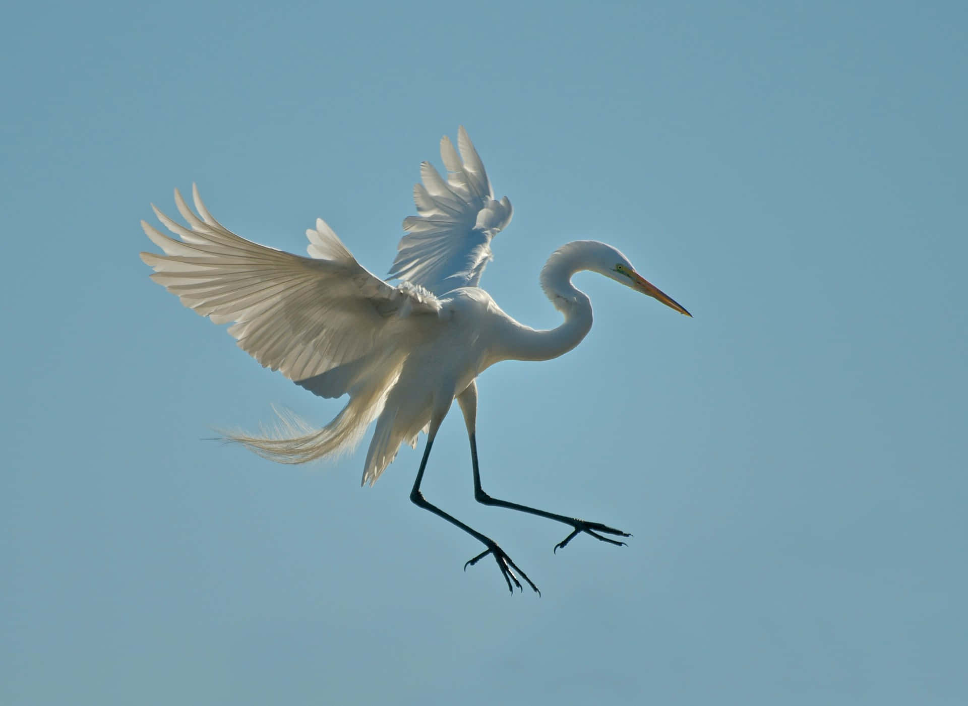 Elegant White Crane In Flight Wallpaper