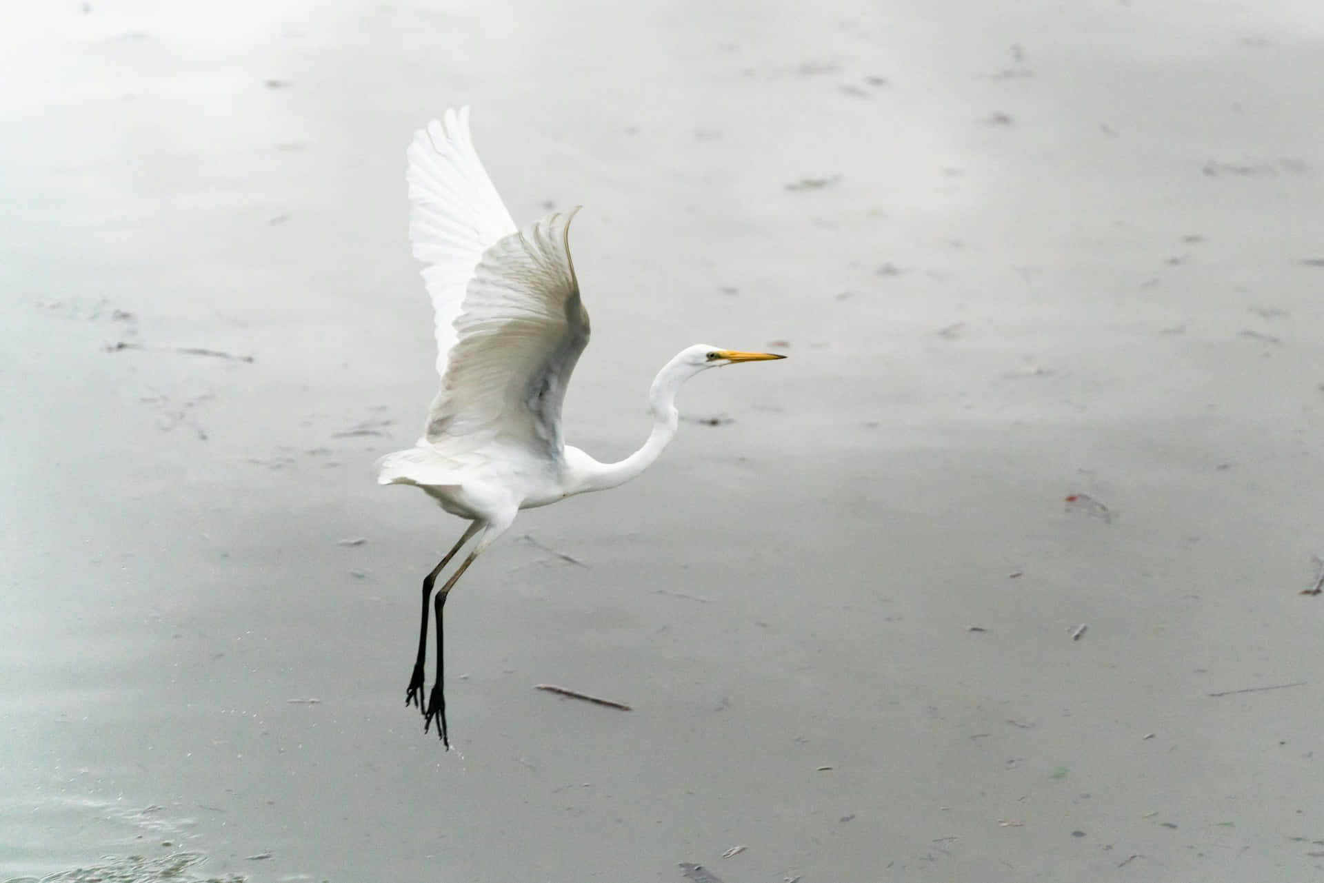 Elegant White Crane Taking Flight Wallpaper