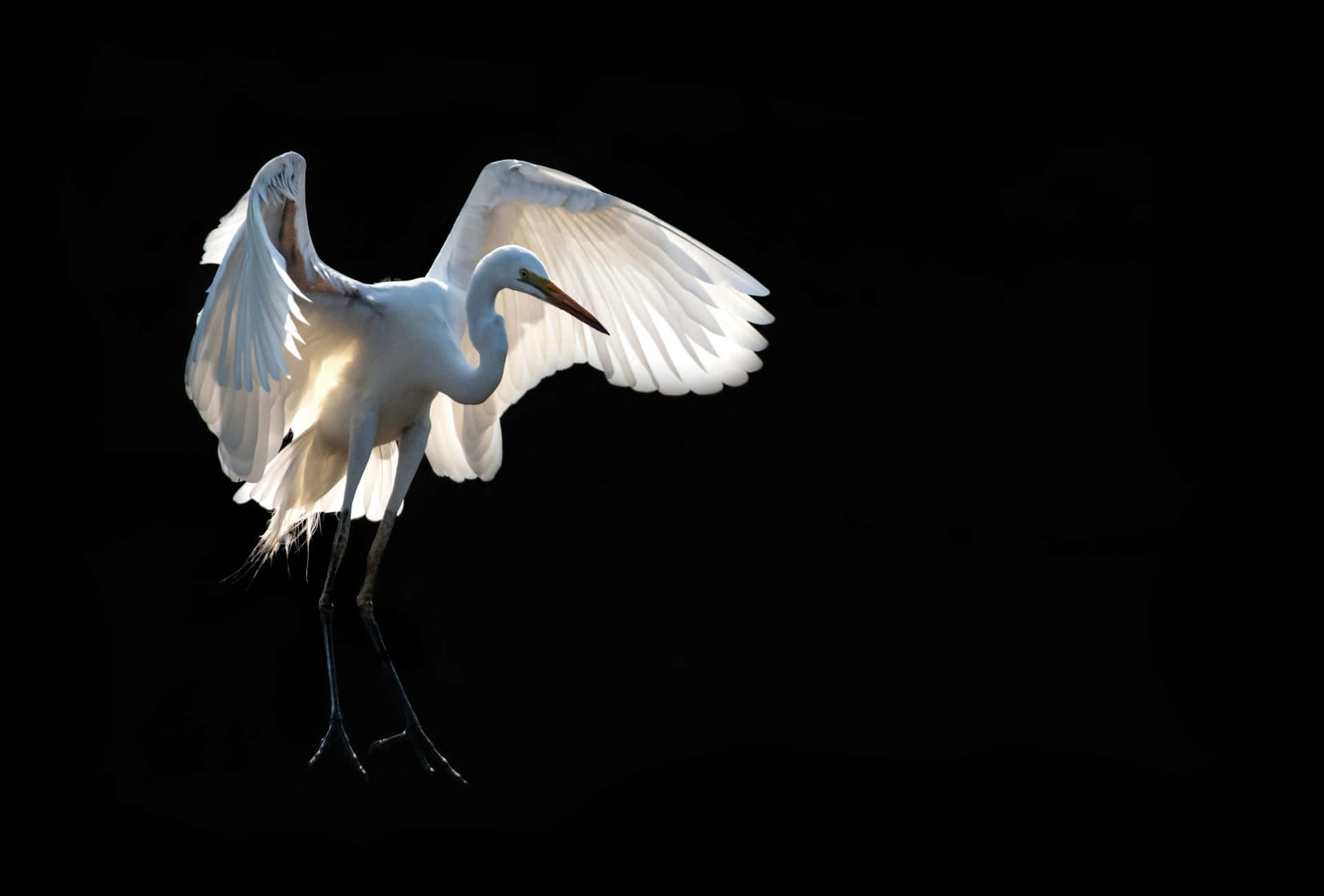 Elegant White Cranein Flight Wallpaper