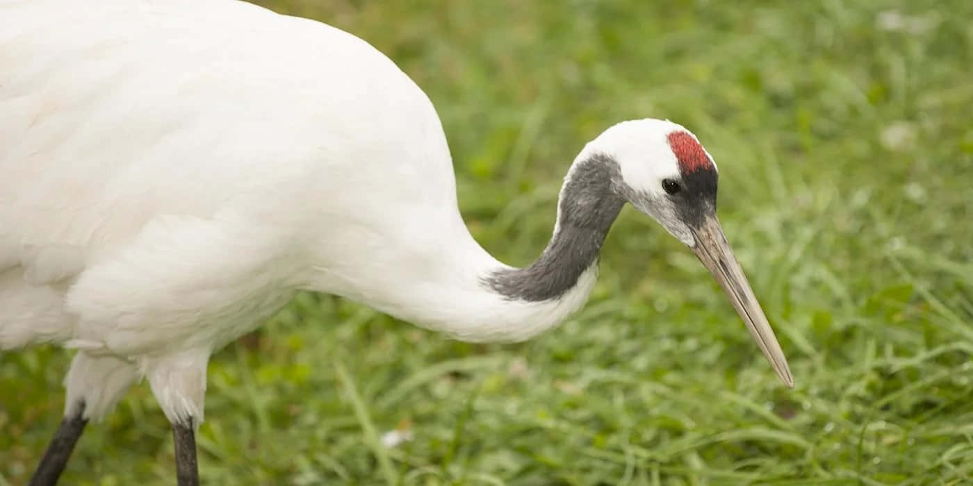 Grue Blanche Élégante Dans L'herbe Fond d'écran