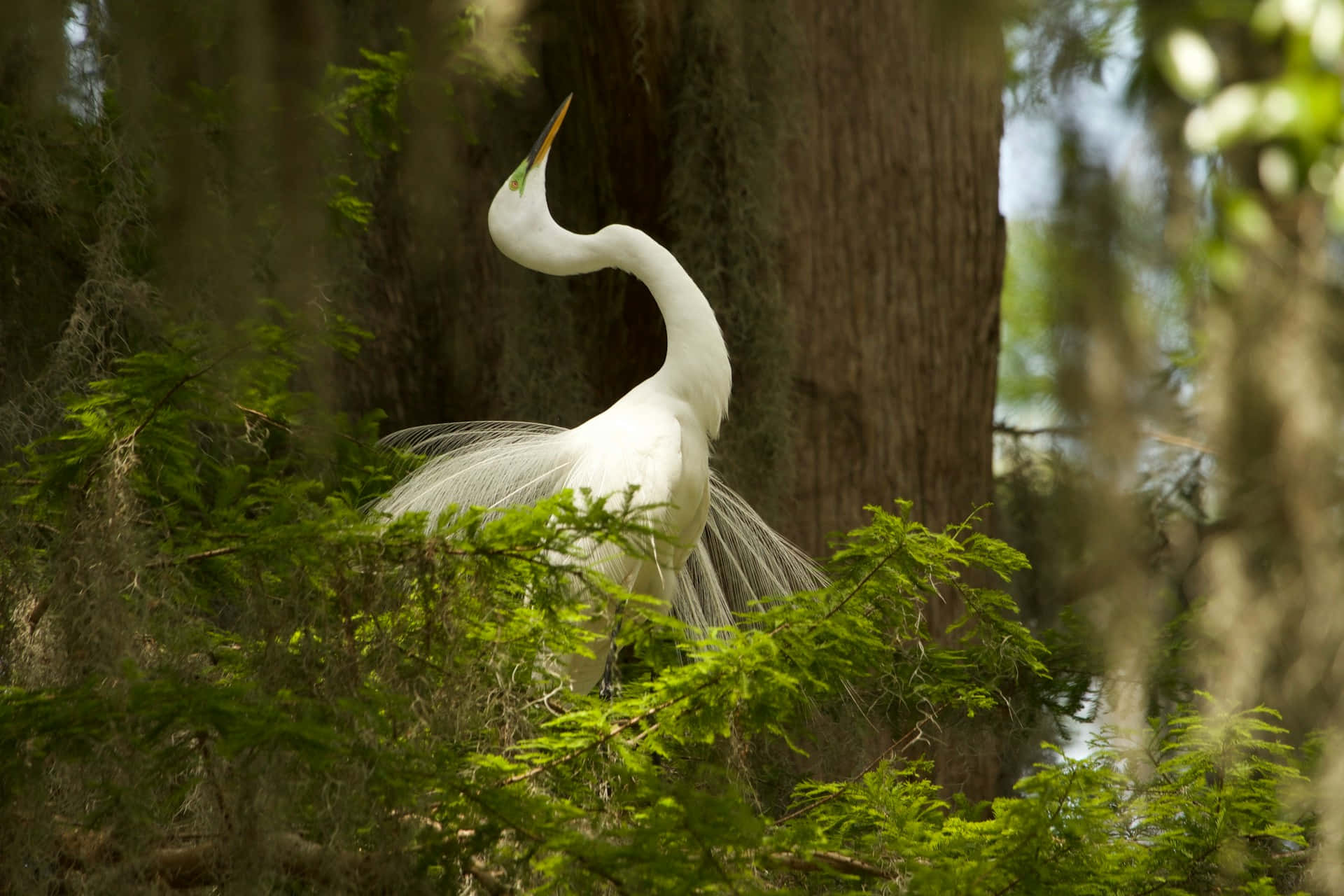 Elegant Hvit Hegre I Naturlig Habitat Bakgrunnsbildet