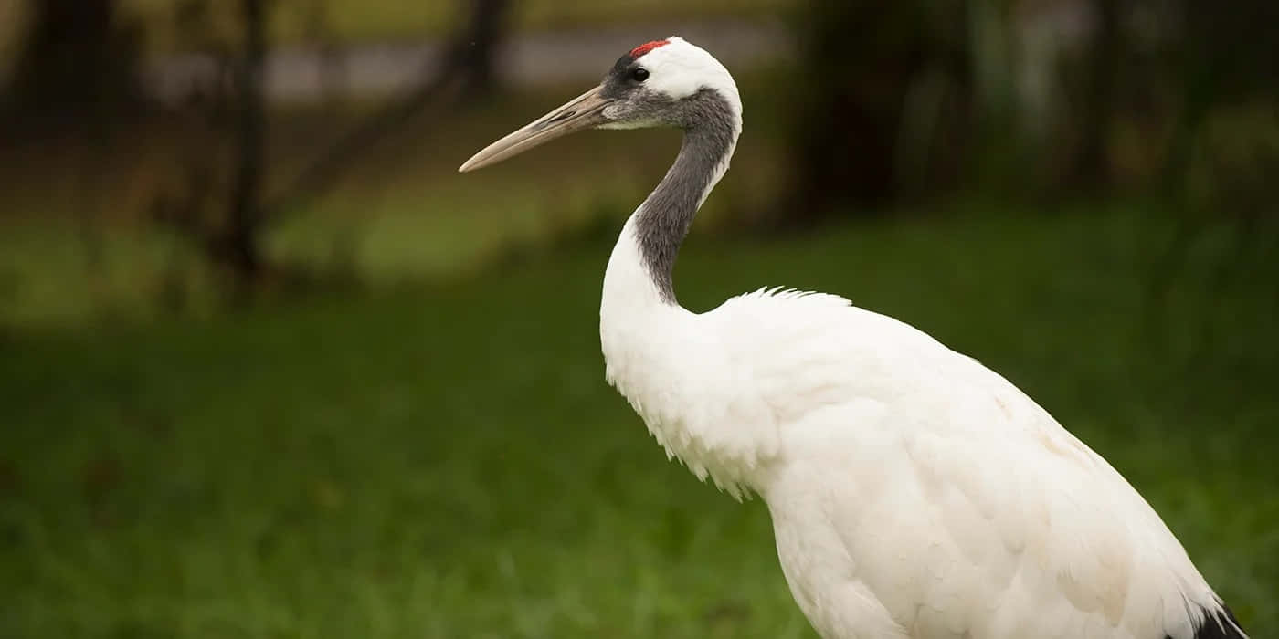 Elegante Witte Kraanvogel In De Natuur Achtergrond