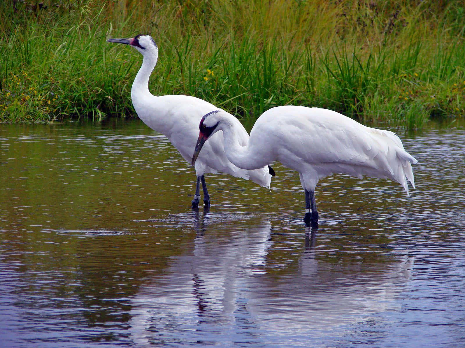 [100+] Crane Wallpapers | Wallpapers.com