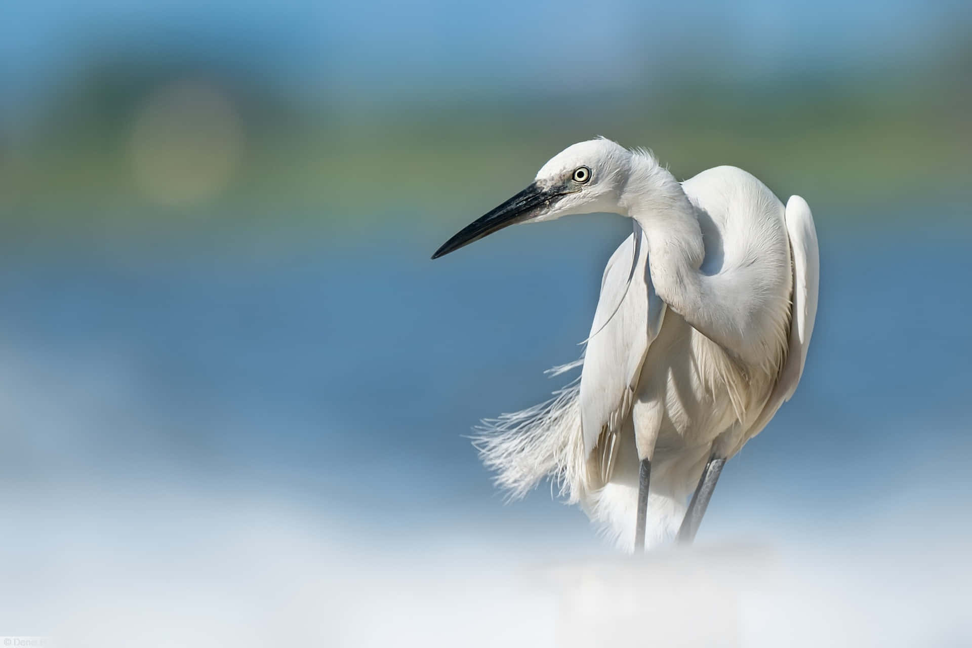 Elegant Hvit Egret Portrett Bakgrunnsbildet