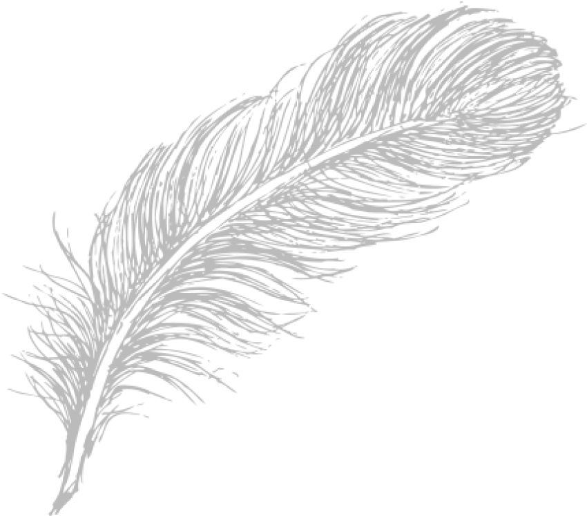 Elegant White Feather Illustration PNG