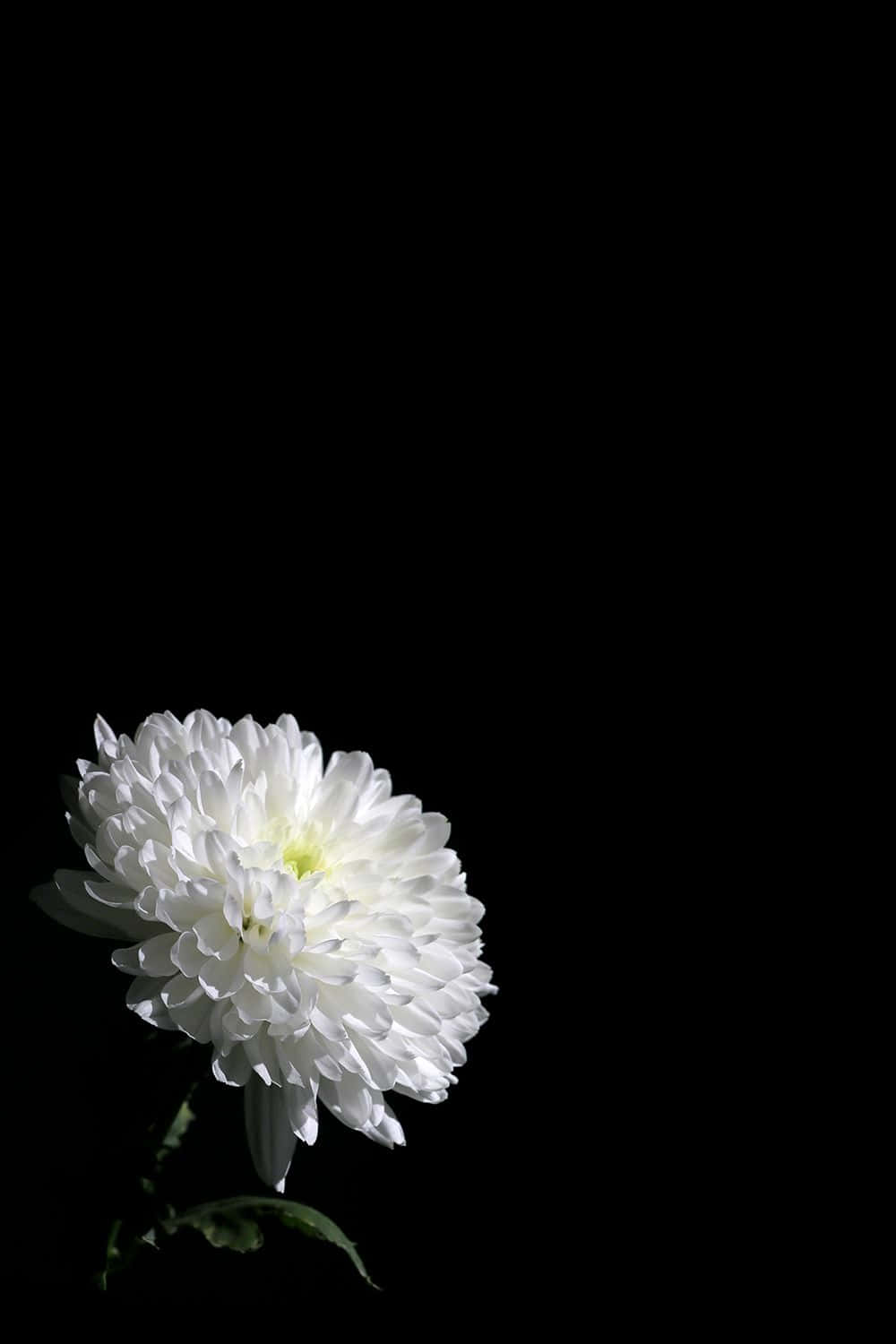 Elegant_ White_ Flower_ Against_ Black_ Background.jpg Wallpaper