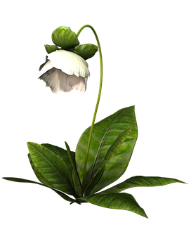Elegant White Flower Against Black Background PNG