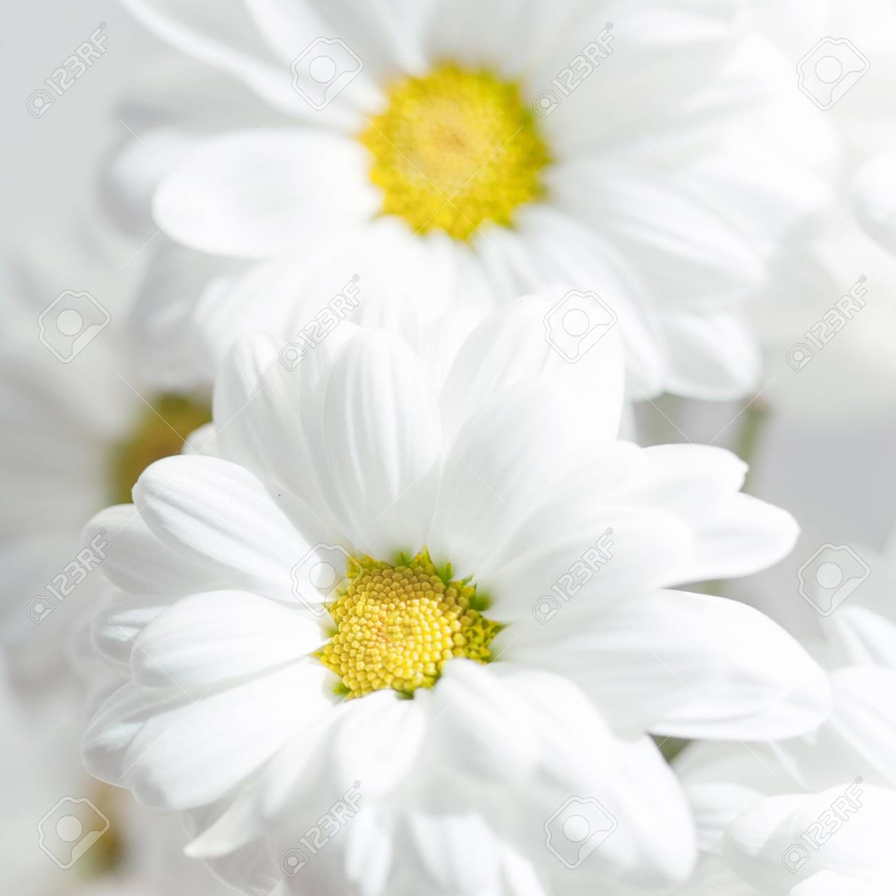 Elegant White Flower In Full Bloom Wallpaper