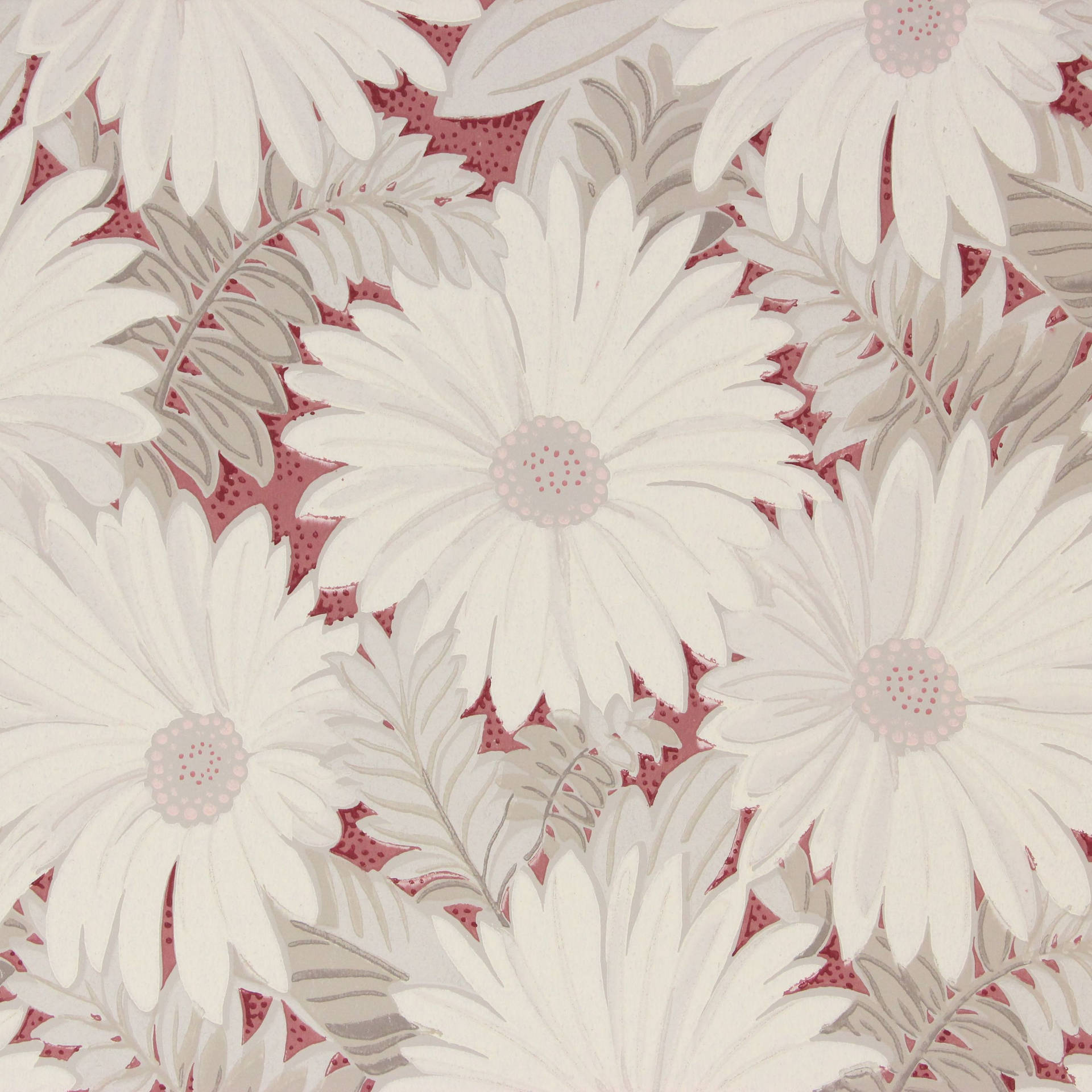 Elegant White Flower Iphone Wallpaper Wallpaper
