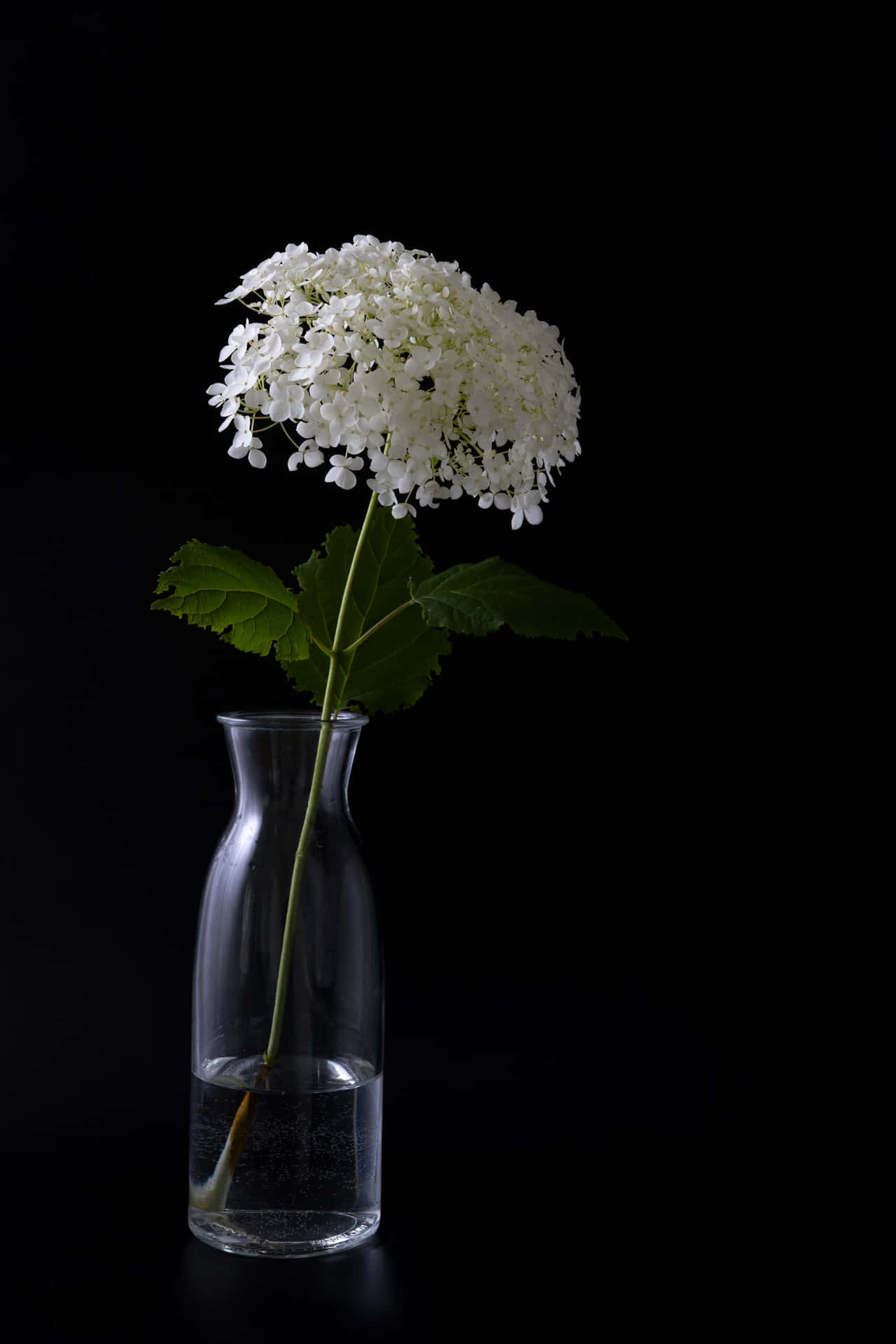 Elegant White Flowerin Glass Vase Wallpaper