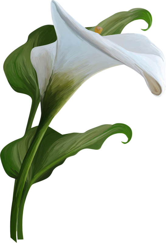 Elegant White Lily Artwork PNG