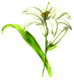 Elegant White Lily Illustration PNG