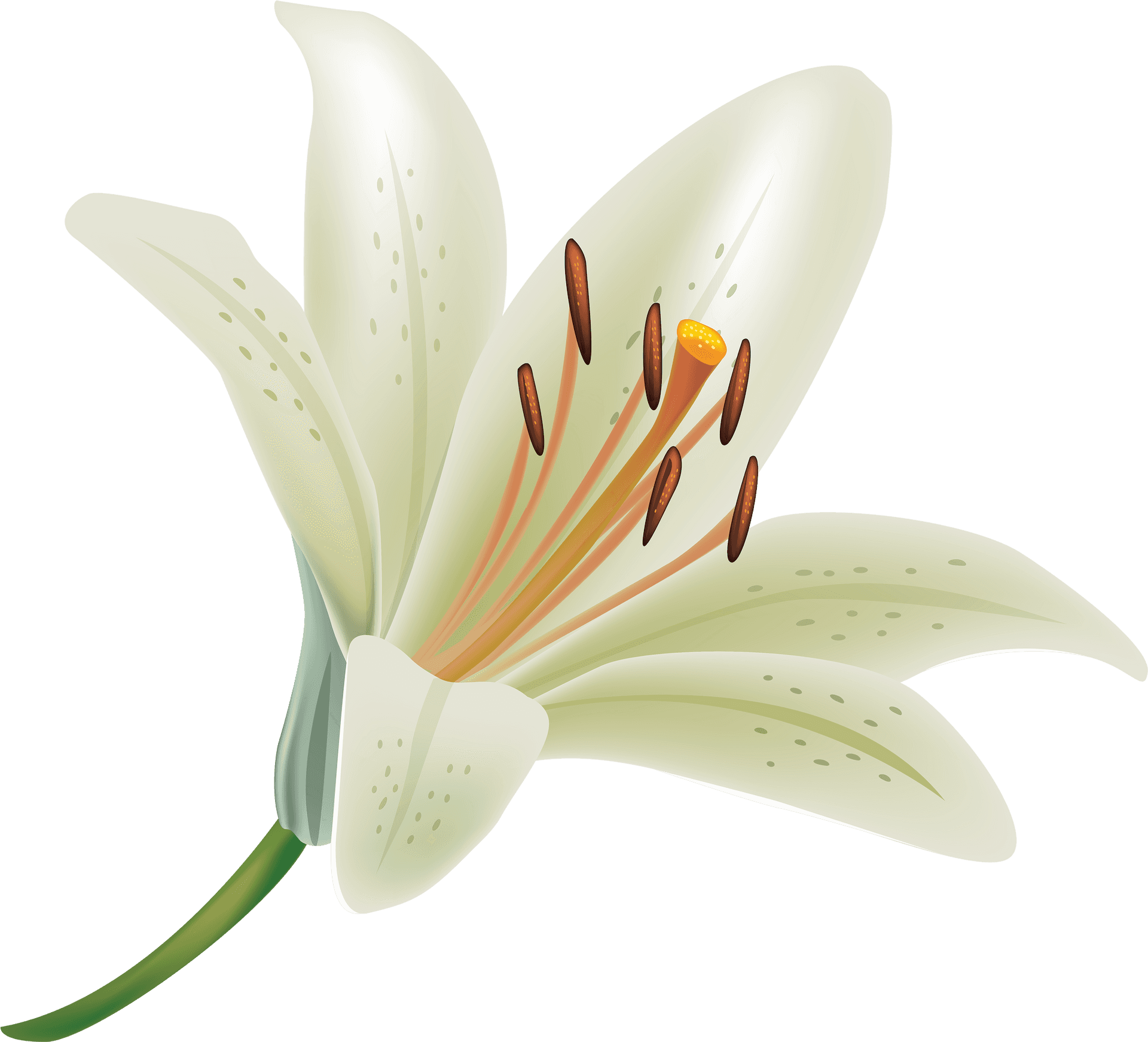 Elegant White Lily Vector PNG