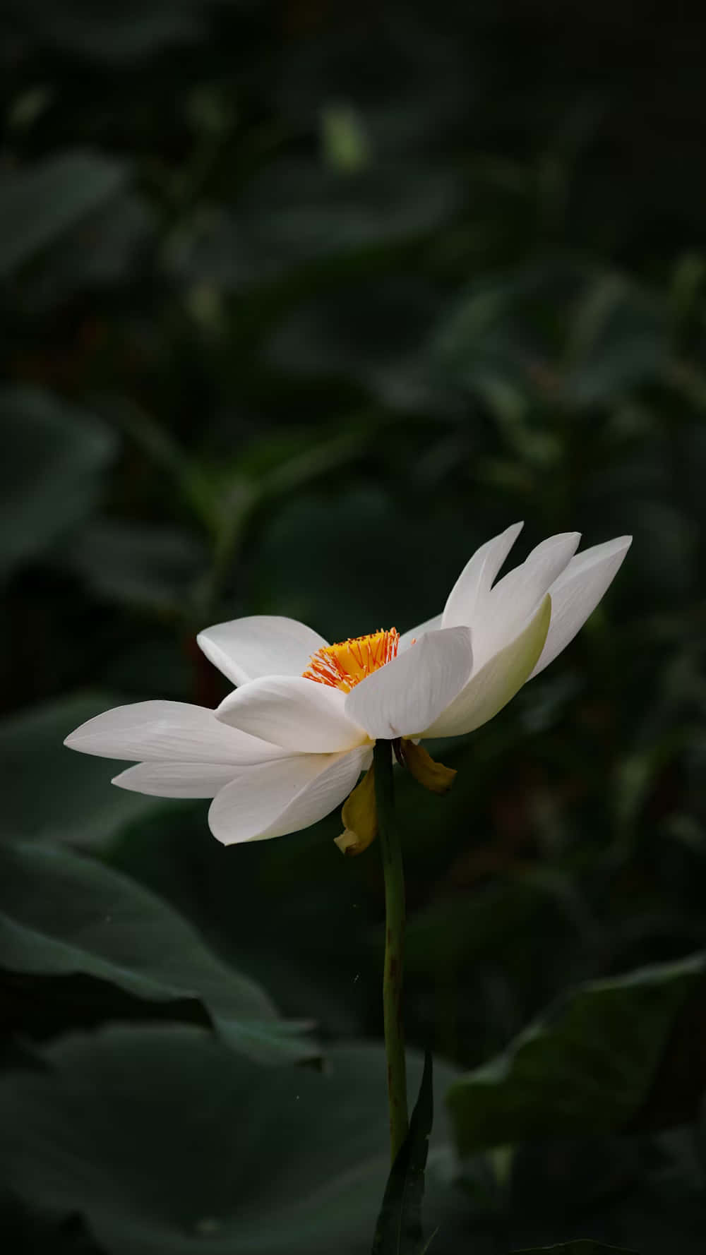 Fleur De Lotus Blanche Élégante Fond d'écran