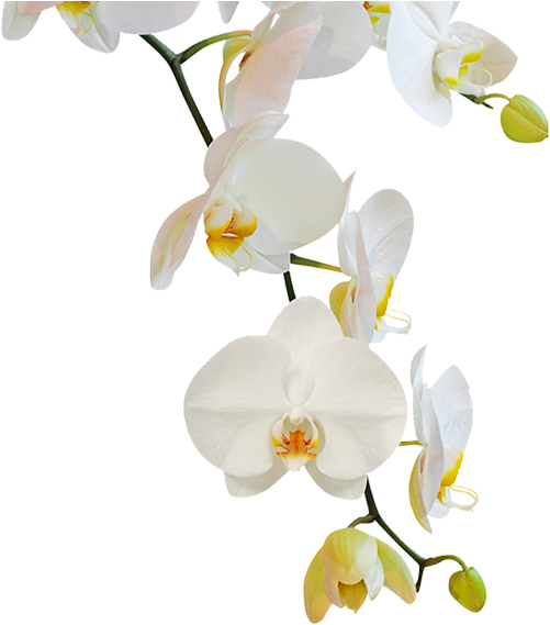 Elegant White Orchid Blooms PNG