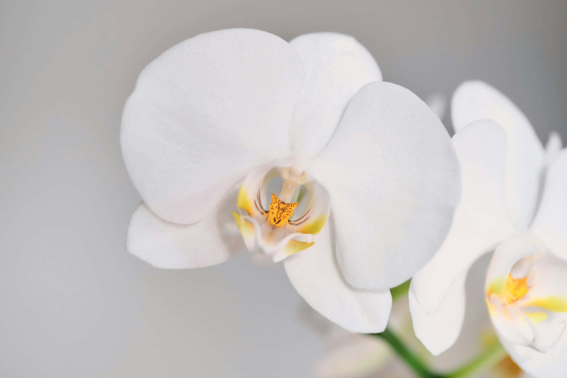 Elegant White Orchid Blossom Wallpaper