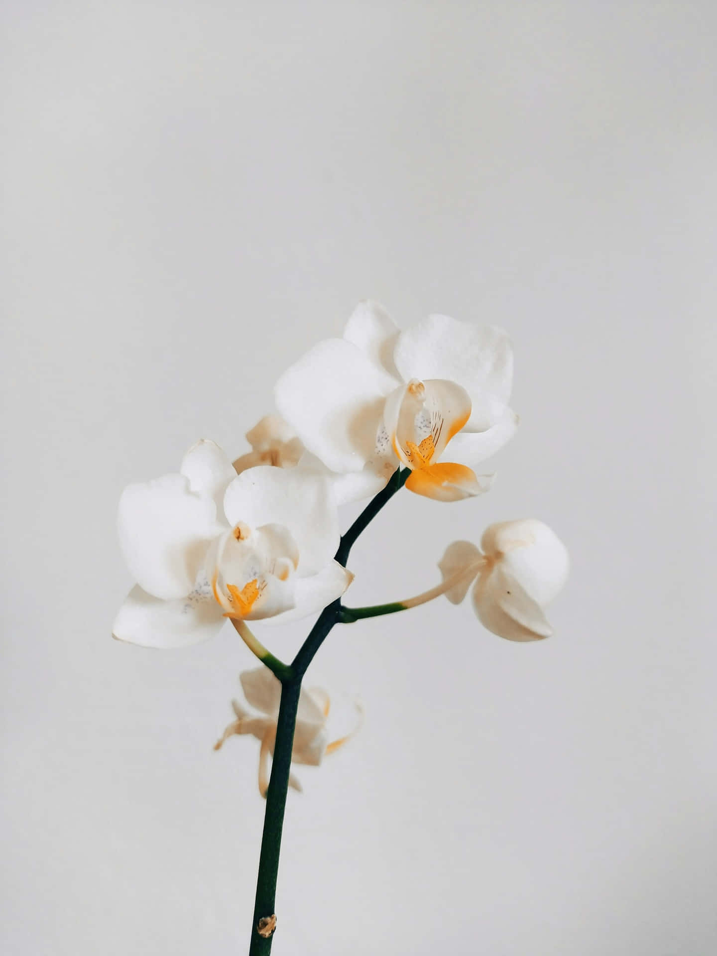 Elegant White Orchid Branch Wallpaper