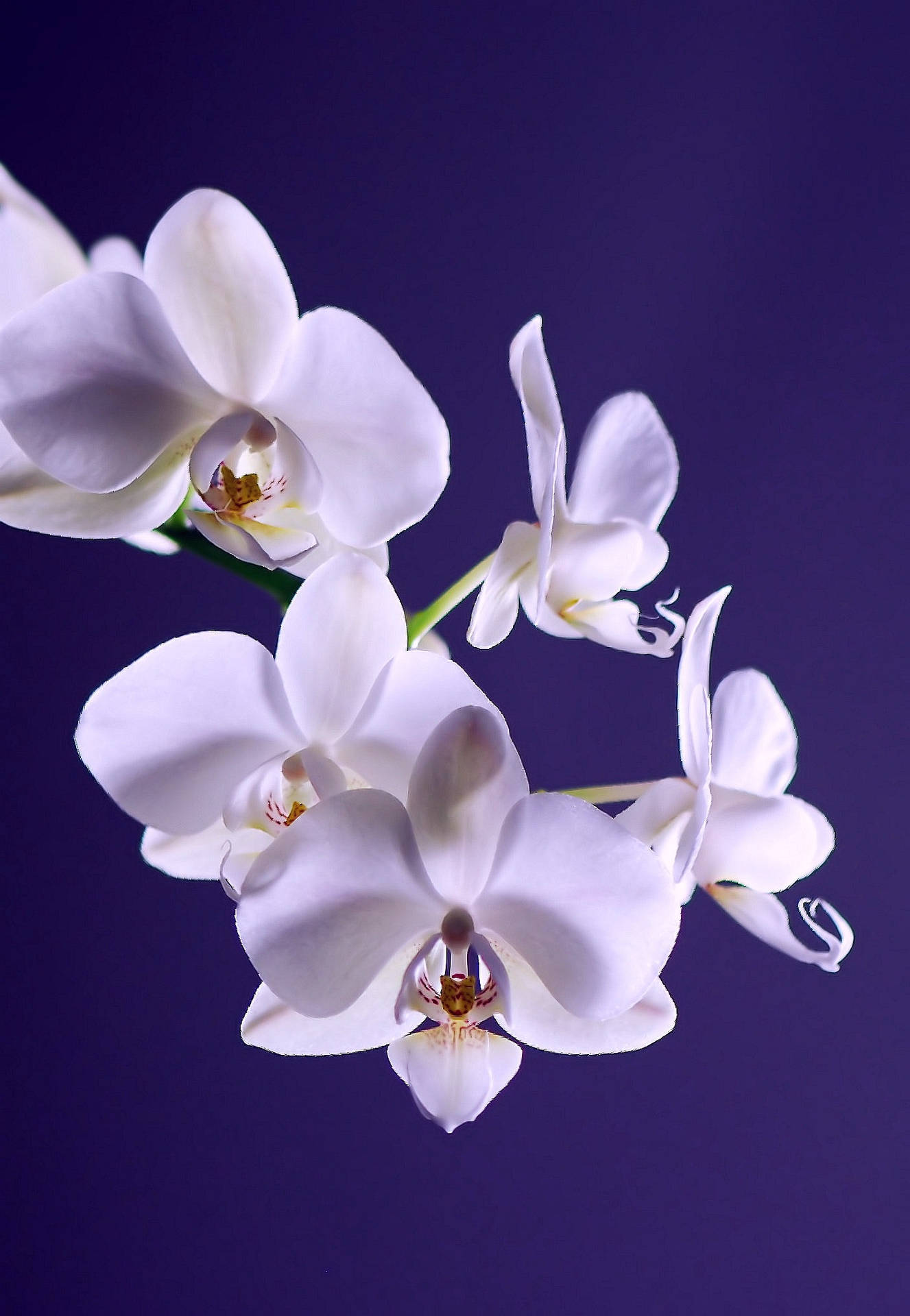 Eleganti Fiori Di Orchidea Bianca Sfondo