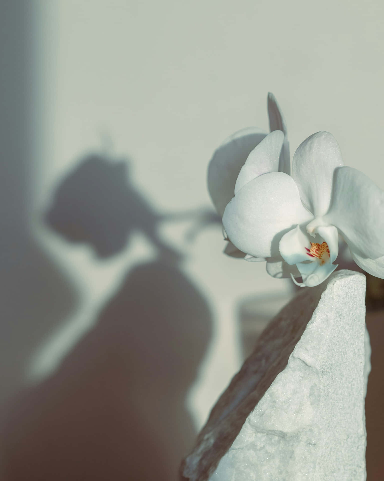 Elegant White Orchid Shadow Wallpaper